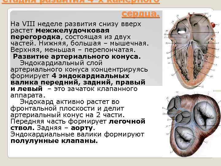 Стадия развития 4 -х камерного сердца. На VIII неделе развития cнизу вверх растет межжелудочковая