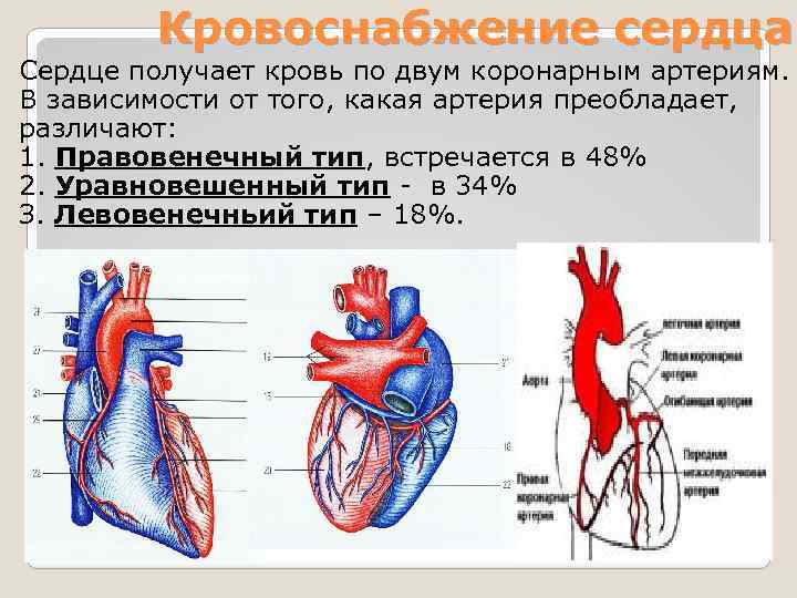 Нормальному кровообращению. Типы кровоснабжения сердца анатомия. Коронарный круг кровообращения схема. Кровеносные сосуды сердца. Типы кровоснабжения сердца.. Артериальное кровоснабжение сердца схема.