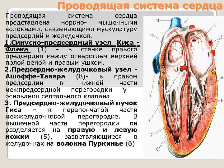 Сердце представляет собой