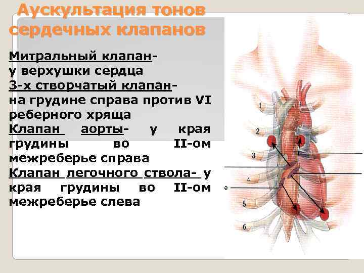 Аускультация тонов сердечных клапанов Митральный клапан- у верхушки сердца 3 -х створчатый клапан- на