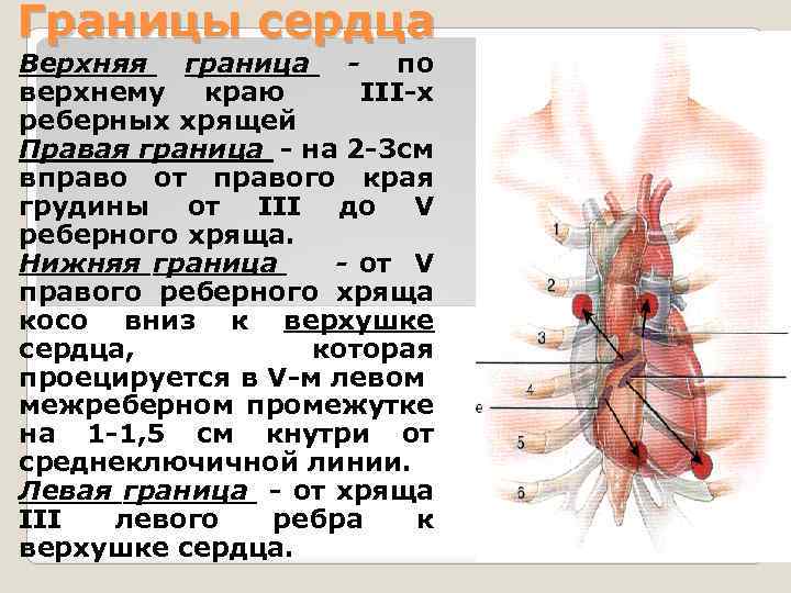 Сердце верхнее. Границы сердца. Нижняя граница сердца. Левая граница сердца образована. Границы сердца анатомия.