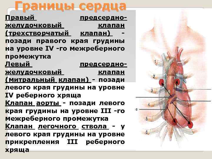 Границы сердца Правый предсердножелудочковый клапан (трехстворчатый клапан) - позади правого края грудины на уровне