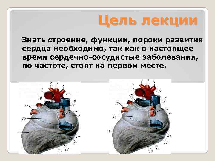 Цель лекции Знать строение, функции, пороки развития сердца необходимо, так как в настоящее время