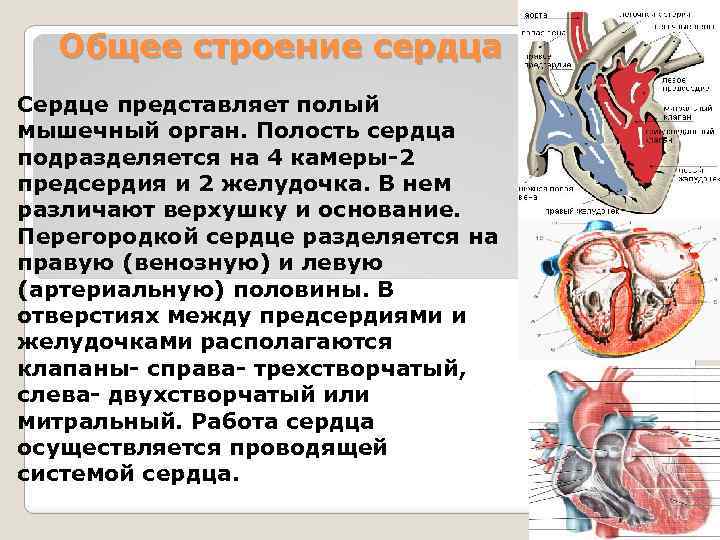 Полости сердца. Анатомия сердца кратко. Сердце краткое описание. Краткий доклад о сердце. Доклад по сердцу.