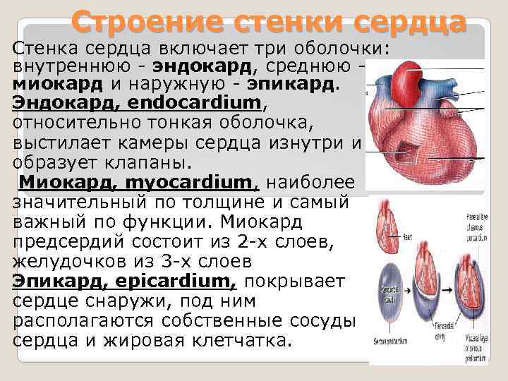 Слои предсердия. Эпикард перикард миокард. Наружный соединительнотканный слой стенки сердца. Особенности строения слоёв сердечной стенки таблица. Отличие эндокарда миокарда эпикарда.