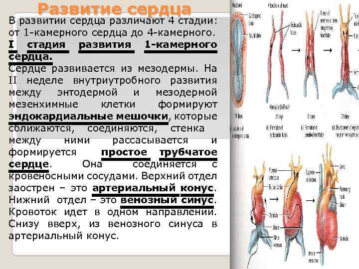 Развитие сердца В развитии сердца различают 4 стадии: от 1 -камерного сердца до 4