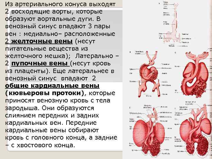 Из артериального конуса выходят 2 восходящие аорты, которые образуют аортальные дуги. В венозный синус