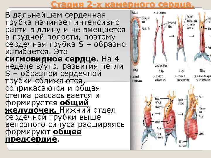 Стадия 2 -х камерного сердца. В дальнейшем сердечная трубка начинает интенсивно расти в длину