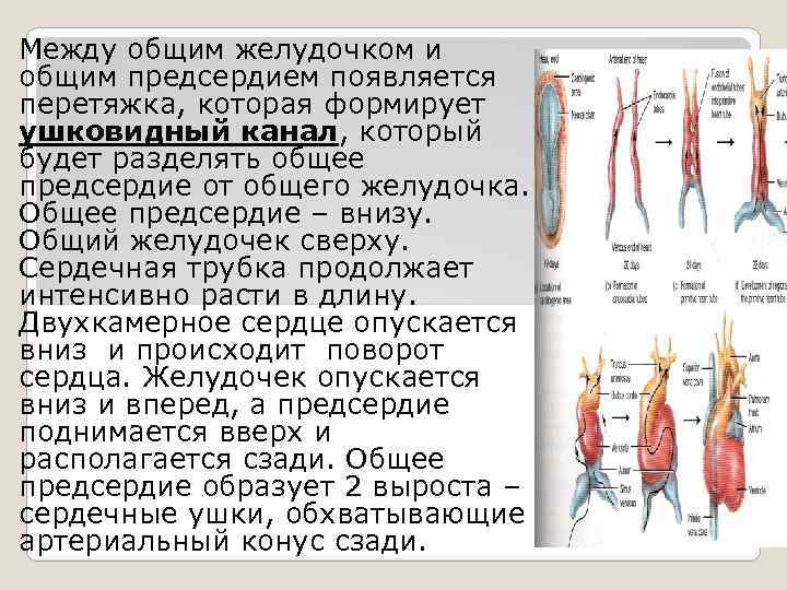 Между общим желудочком и общим предсердием появляется перетяжка, которая формирует ушковидный канал, который будет