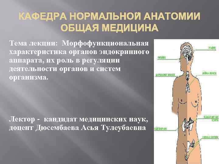КАФЕДРА НОРМАЛЬНОЙ АНАТОМИИ ОБЩАЯ МЕДИЦИНА Тема лекции: Морфофункциональная характеристика органов эндокринного аппарата, их роль