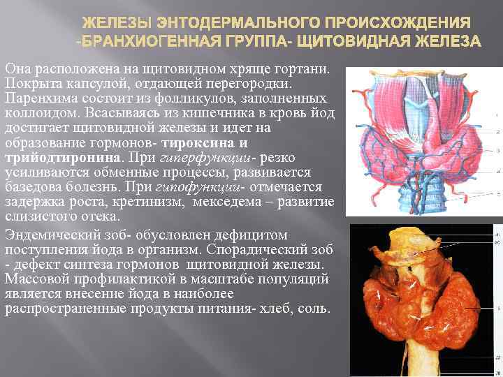 Морфофункциональная характеристика органов кроветворения