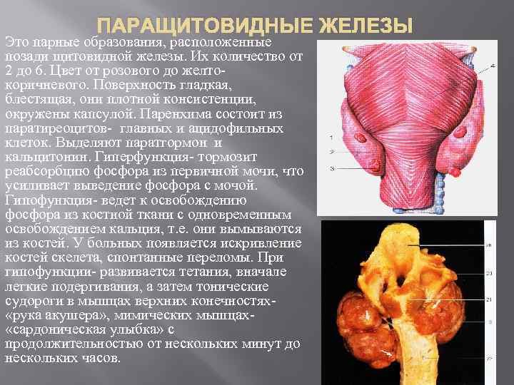 ПАРАЩИТОВИДНЫЕ ЖЕЛЕЗЫ Это парные образования, расположенные позади щитовидной железы. Их количество от 2 до