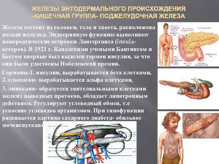 ЖЕЛЕЗЫ ЭНТОДЕРМАЛЬНОГО ПРОИСХОЖДЕНИЯ -КИШЕЧНАЯ ГРУППА- ПОДЖЕЛУДОЧНАЯ ЖЕЛЕЗА Железа состоит из головки, тела и хвоста,