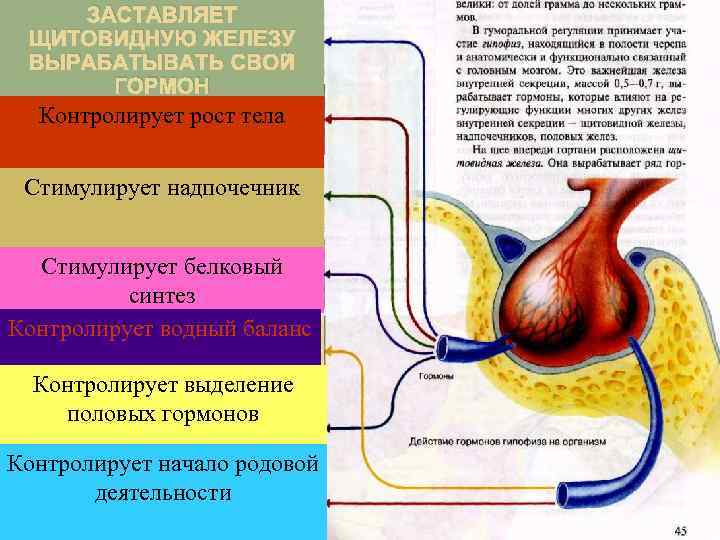 Заставляет. ЗАСТАВЛЯЕТ щитовидную железу вырабатывать свой гормон ЩИТОВИДНУЮ ЖЕЛЕЗУ ВЫРАБАТЫВАТЬ СВОЙ КОНТРОЛИРУЕТ РОСТ ГОРМОН