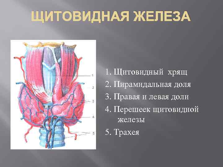 Щитовидный хрящ и щитовидная железа. Щитовидная железа 2 доли перешейка. Перешеек щитовидной железы. Образование перешейка щитовидной железы
