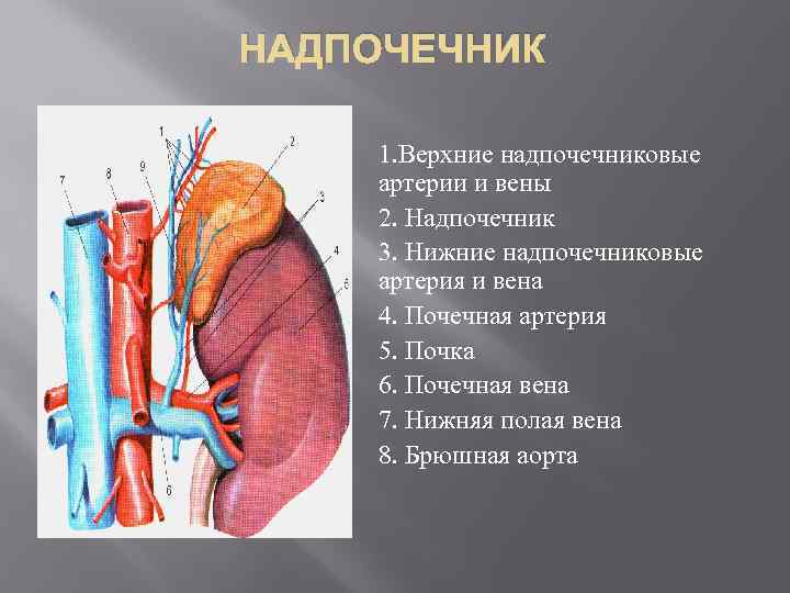 Почечные артерии и вены. Кровоснабжение надпочечников анатомия. Надпочечниковые вены анатомия. Надпочечниковые артерии (верхняя, средняя, нижняя).
