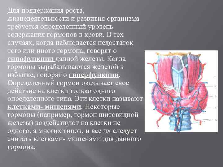 Для поддержания роста, жизнедеятельности и развития организма требуется определенный уровень содержания гормонов в крови.