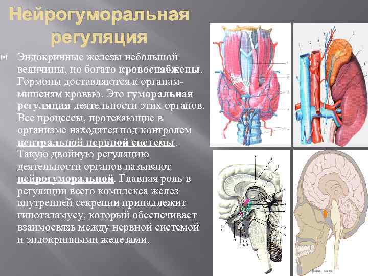 Нейрогуморальная регуляция Эндокринные железы небольшой величины, но богато кровоснабжены. Гормоны доставляются к органаммишеням кровью.