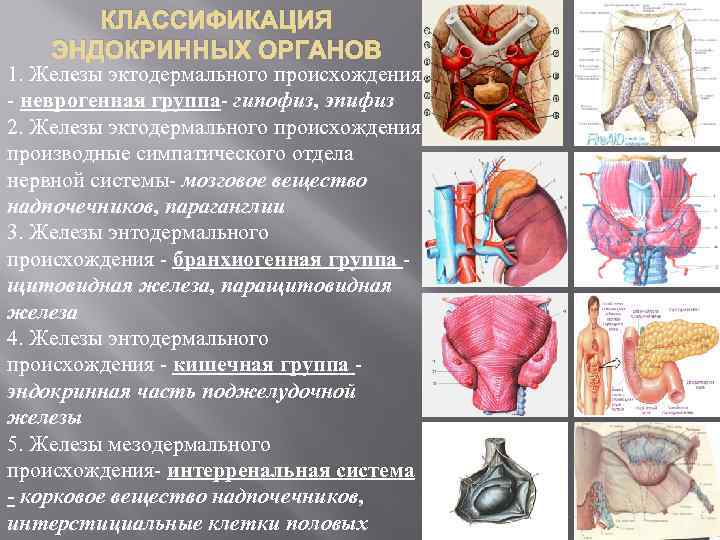 КЛАССИФИКАЦИЯ ЭНДОКРИННЫХ ОРГАНОВ 1. Железы эктодермального происхождения - неврогенная группа- гипофиз, эпифиз 2. Железы