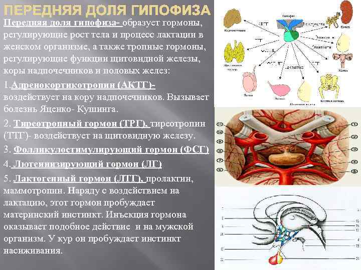 ПЕРЕДНЯЯ ДОЛЯ ГИПОФИЗА Передняя доля гипофиза- образует гормоны, регулирующие рост тела и процесс лактации
