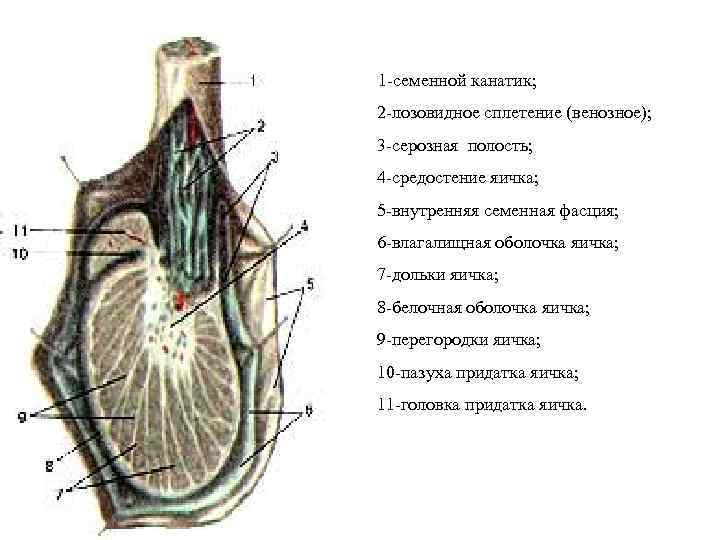 Семенной канатик анатомия. Семенной канатик его составные части. Семенной канатик гистология.