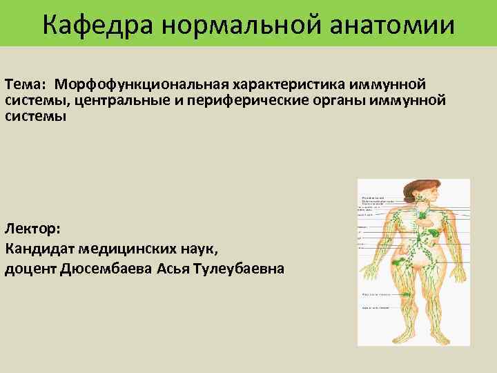 Кафедра нормальной анатомии Тема: Морфофункциональная характеристика иммунной системы, центральные и периферические органы иммунной системы