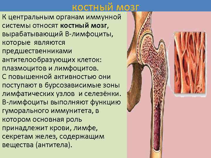 костный мозг К центральным органам иммунной системы относят костный мозг, вырабатывающий В-лимфоциты, которые являются