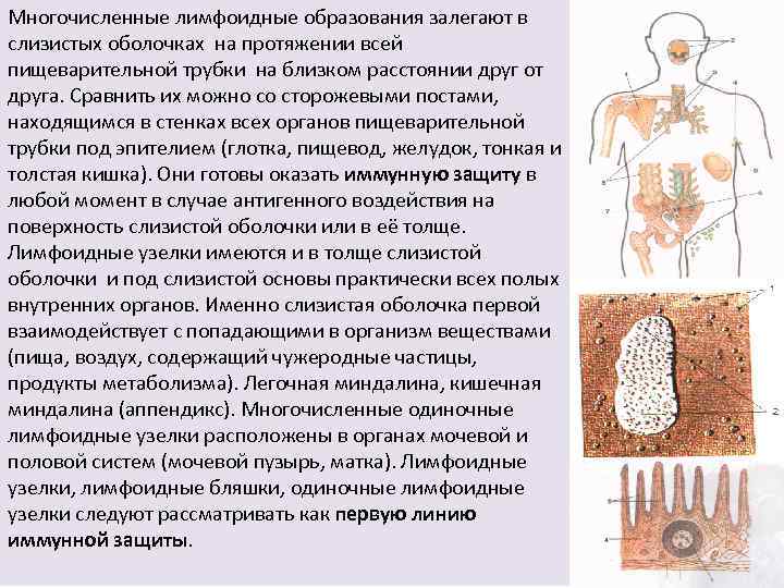 Лимфоидная ткань стенок органов пищеварительной и дыхательной системы