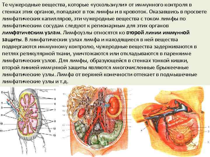 Те чужеродные вещества, которые «ускользнули» от иммунного контроля в стенках этих органов, попадают в