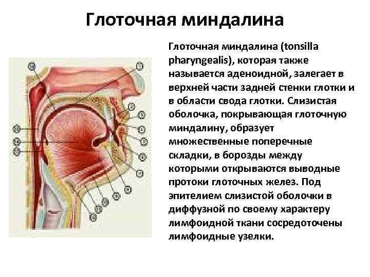 Глоточная миндалина (tonsilla pharyngealis), которая также называется аденоидной, залегает в верхней части задней стенки