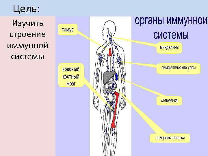 Органы иммунной системы фото