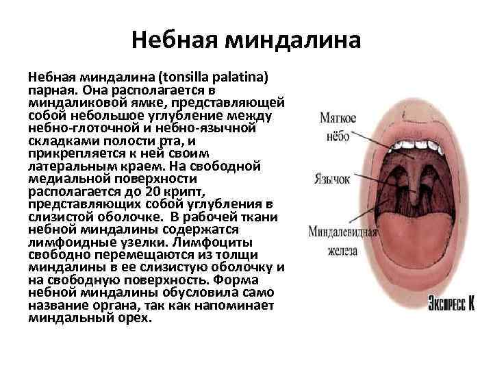 Небная миндалина (tonsilla palatina) парная. Она располагается в миндаликовой ямке, представляющей собой небольшое углубление