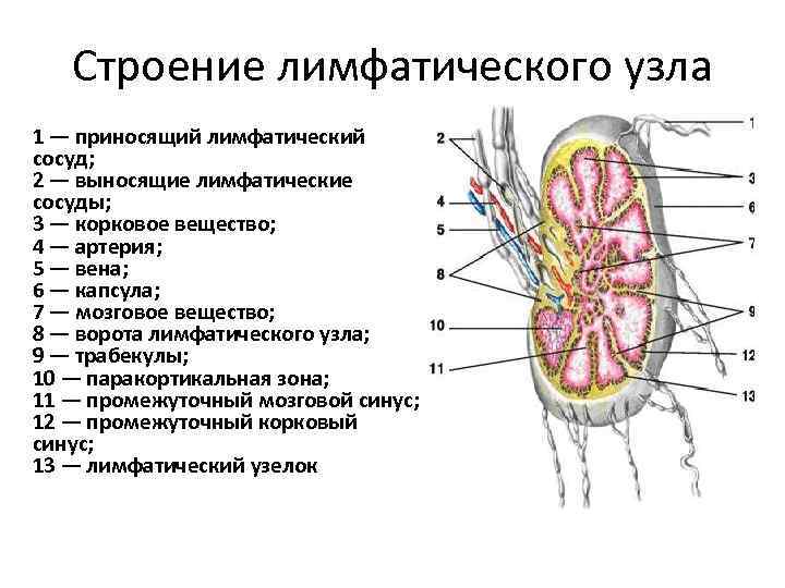 Лимфоузлы структурны. Лимфатические узлы строение и функции. Строение лимфатического сосуда анатомия.