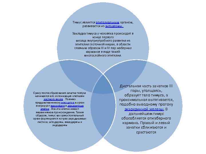 Тимус является эпителиальным органом, развивается из энтодермы. Закладка тимуса у человека происходит в конце