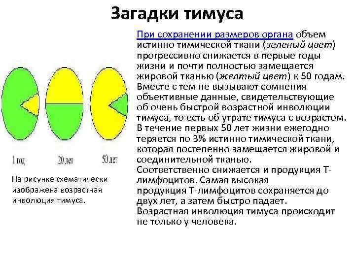 Загадки тимуса На рисунке схематически изображена возрастная инволюция тимуса. При сохранении размеров органа объем