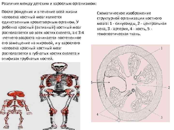 Различия между детским и взрослым организмом: После рождения и в течение всей жизни человека