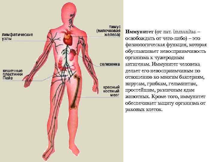 Иммунитет (от лат. immunitas – освобождать от чего-либо) – это физиологическая функция, которая обуславливает