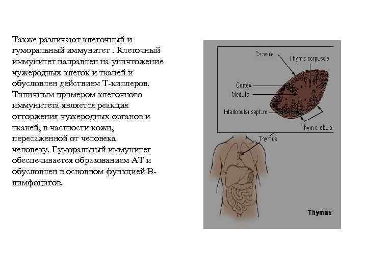 Также различают клеточный и гуморальный иммунитет. Клеточный иммунитет направлен на уничтожение чужеродных клеток и