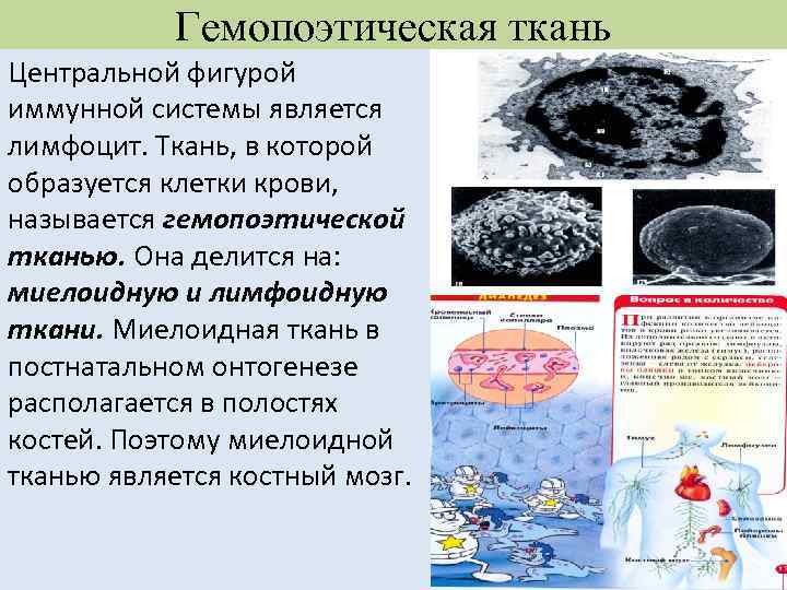 Гемопоэтическая ткань Центральной фигурой иммунной системы является лимфоцит. Ткань, в которой образуется клетки крови,