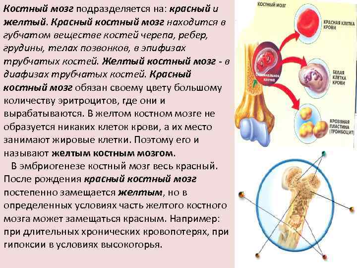 Где находится костный мозг у человека фото и за что отвечает