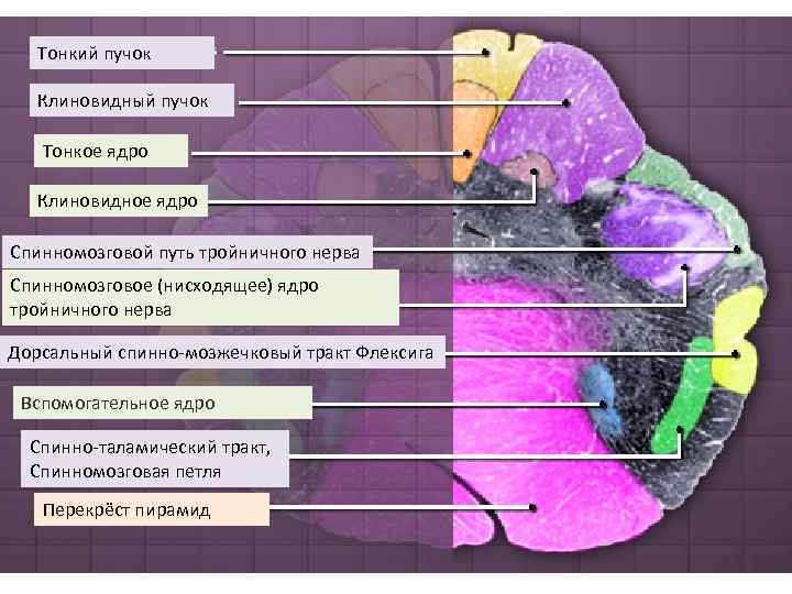 Тонкий пучок Клиновидный пучок Тонкое ядро Клиновидное ядро Спинномозговой путь тройничного нерва Спинномозговое (нисходящее)