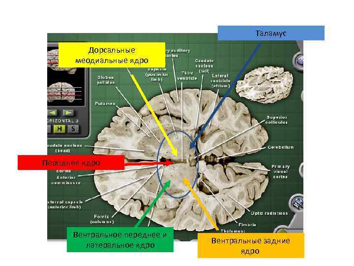Таламус Дорсальные меодиальные ядро Переднее ядро Вентральное переднее и латеральное ядро Вентральные задние ядро