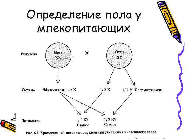 Какие вам известны механизмы определения пола приведите