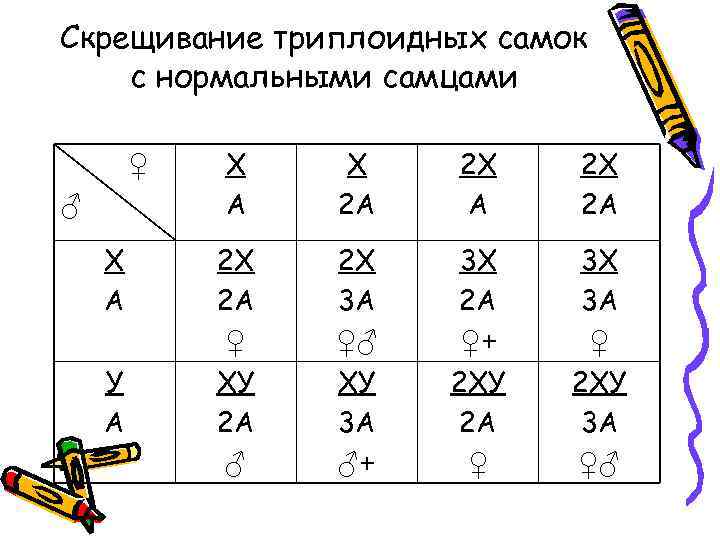 Скрещивание триплоидных самок с нормальными самцами ♀ ♂ Х А У А Х 2