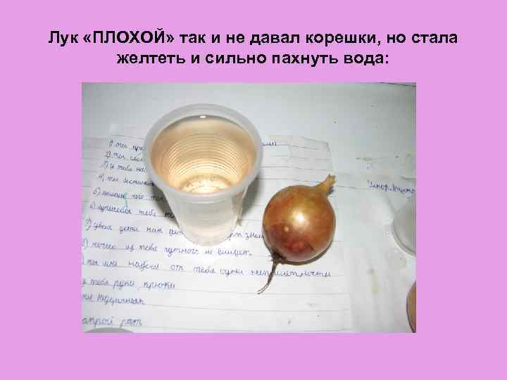 Лук «ПЛОХОЙ» так и не давал корешки, но стала желтеть и сильно пахнуть вода: