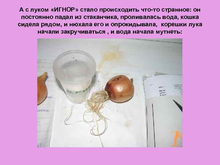 А с луком «ИГНОР» стало происходить что-то странное: он постоянно падал из стаканчика, проливалась