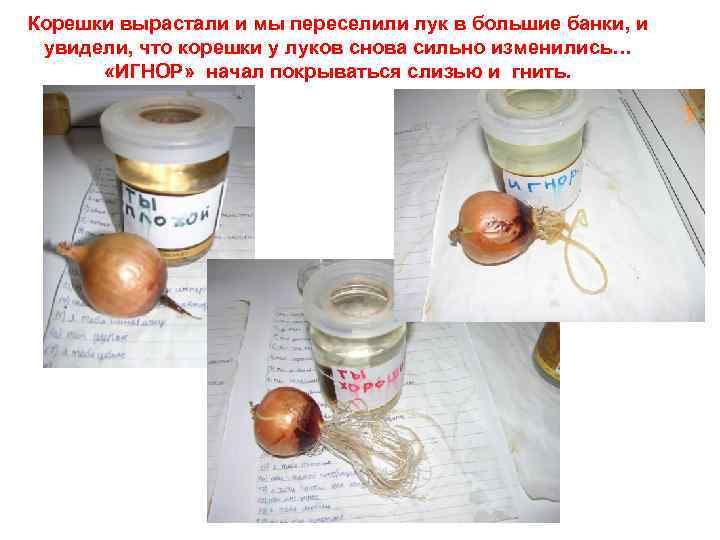 Корешки вырастали и мы переселили лук в большие банки, и увидели, что корешки у
