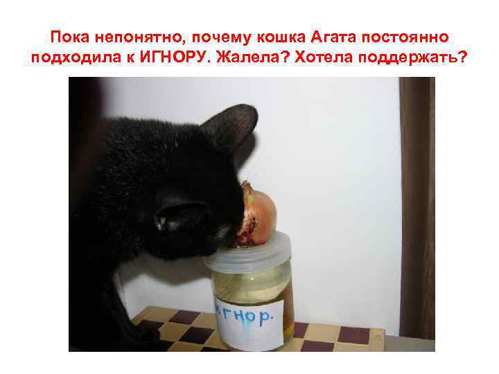Пока непонятно, почему кошка Агата постоянно подходила к ИГНОРУ. Жалела? Хотела поддержать? 