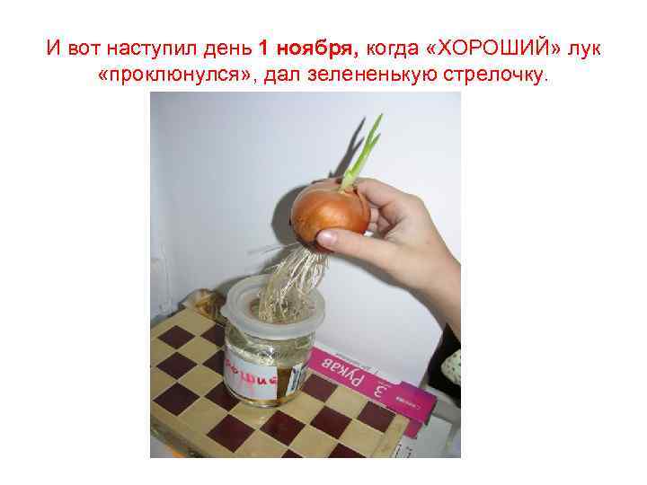 И вот наступил день 1 ноября, когда «ХОРОШИЙ» лук «проклюнулся» , дал зелененькую стрелочку.