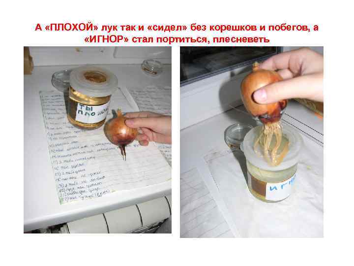 А «ПЛОХОЙ» лук так и «сидел» без корешков и побегов, а «ИГНОР» стал портиться,